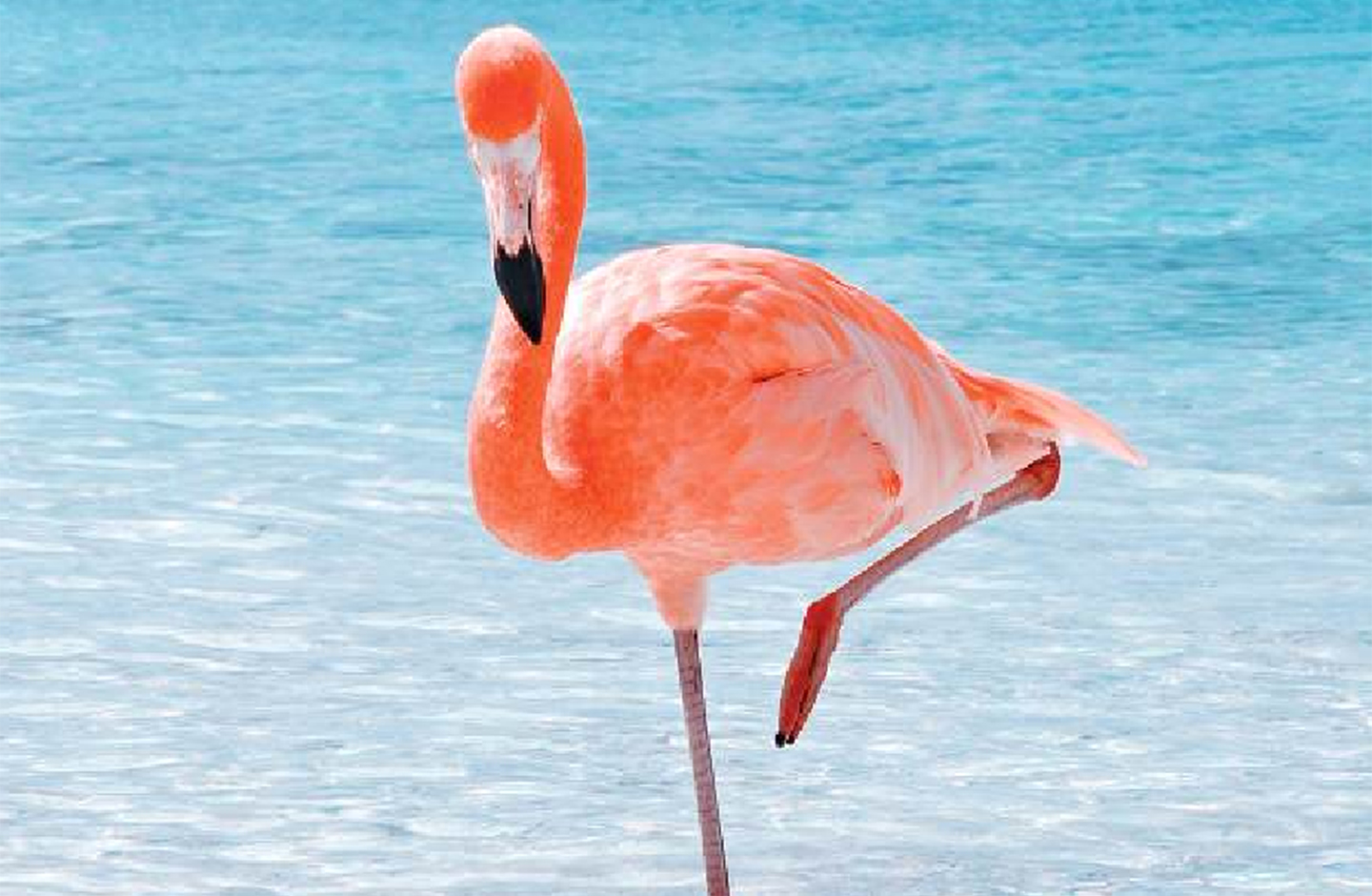 Ein Flamingo steht im Wasser. 