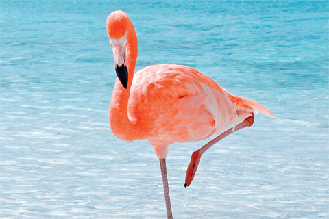 Ein Flamingo steht auf einem Bein im Wasser